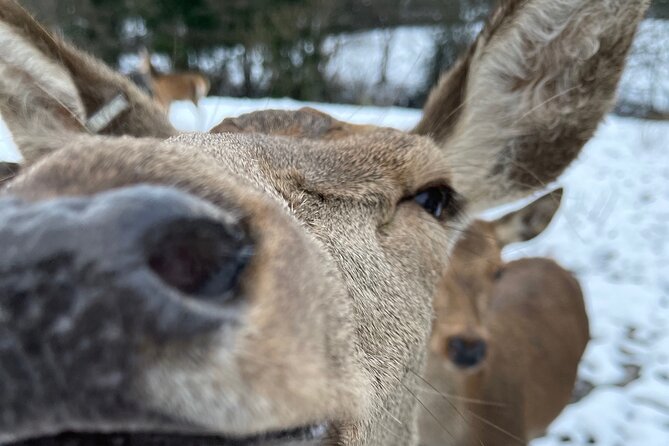 Private Deer Park Tour and Day Out in Leek - Good To Know