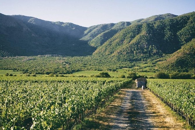 Private Full Day Guided Trip to Casablanca Valley - Visit to 2 Vineyards - Good To Know