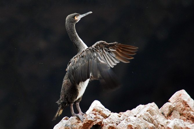 Private Full Day Paracas From Lima - Inclusions