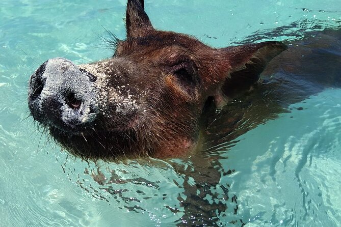 Private Full Day Surf and Turf Swimming Pigs and Fishing - Key Points