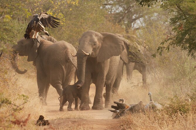 Private Game Drive Safari in Hoedspruit - Good To Know