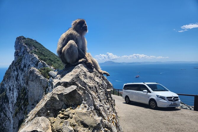 Private Gibraltar Panoramic Tour With Monkeys 1hrs - Key Points