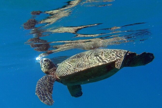 Private Group Snorkel Adventure on Tropical Reef With Sea Turtles - Good To Know