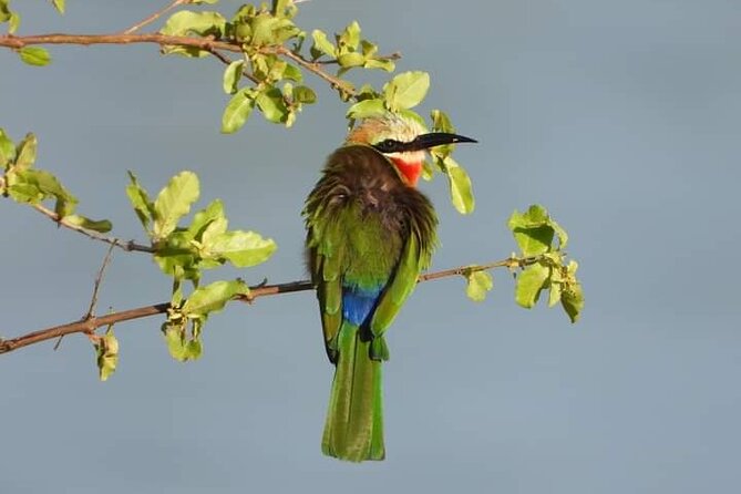 Private Guided Tour in Victoria Falls - Tour Highlights