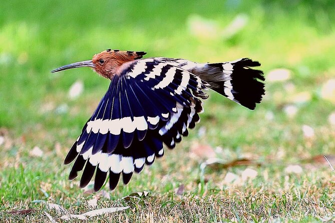 Private Half-Day Bird Watching Tour in Aswan - Key Points
