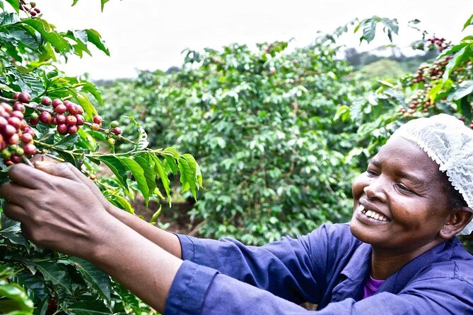 Private Half-Day Tour in Fairview Coffee Farm From Nairobi - Good To Know
