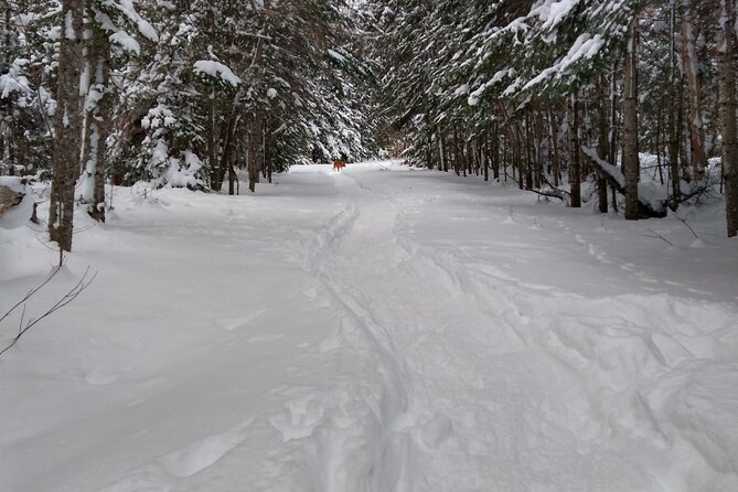 Private Horseshoe Valley Snowshoe/Crampons (Barrie/Moonstone) - Good To Know