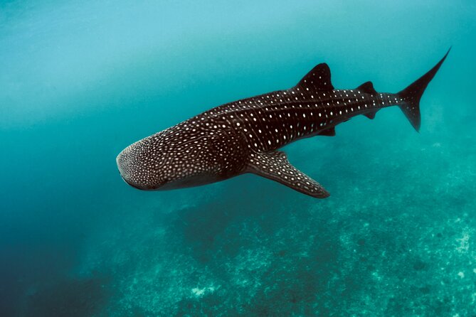 Private Intro SCUBA Adventure - Good To Know