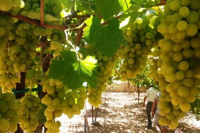 Private Israeli Wines Tour of the Central Israel - Good To Know