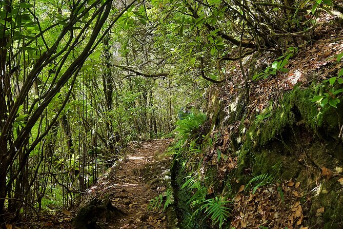 Private Ribeiro Frio Wonder Forest Nature Tour