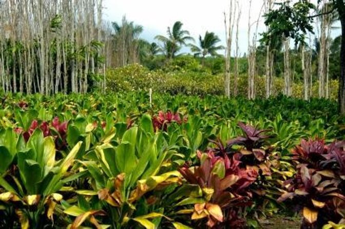 Private Shore Excursion: The Best of Maui - Good To Know