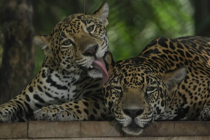 Private Sightseeing Tours Puntarenas Natuwa Rescue Center - About Your Stay
