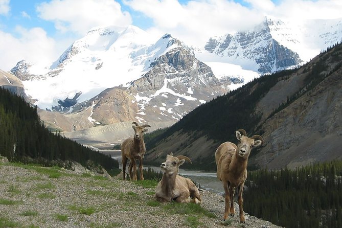 Private Tour: Experience the Canadian Rocky Mountains - Good To Know
