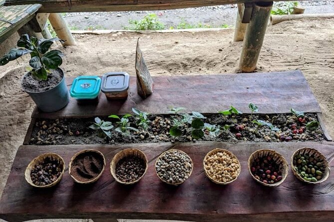 Private Tour of Salento Cocora Valley and Finca Luguer Coffee - About Your Stay