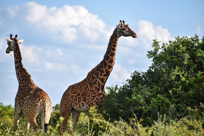 Private Tour Safari To Nairobi National Park - Good To Know