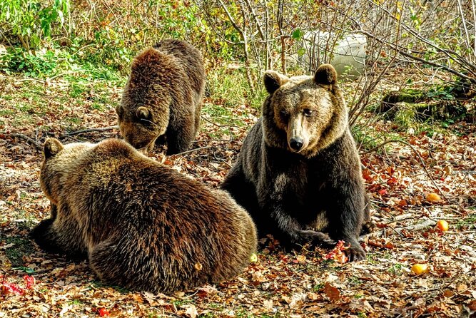 Private Tour to Bears Sanctuary and Draculas Castle - Itinerary Highlights