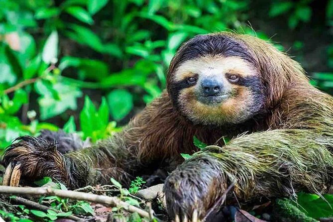 Private Tour to Monkey Island and Sloth Sanctuary in Gamboa - About Your Stay