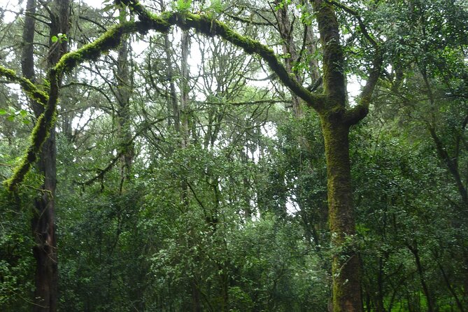 Private Tour to Suba Forest and Highest Peak With Lunch - Good To Know