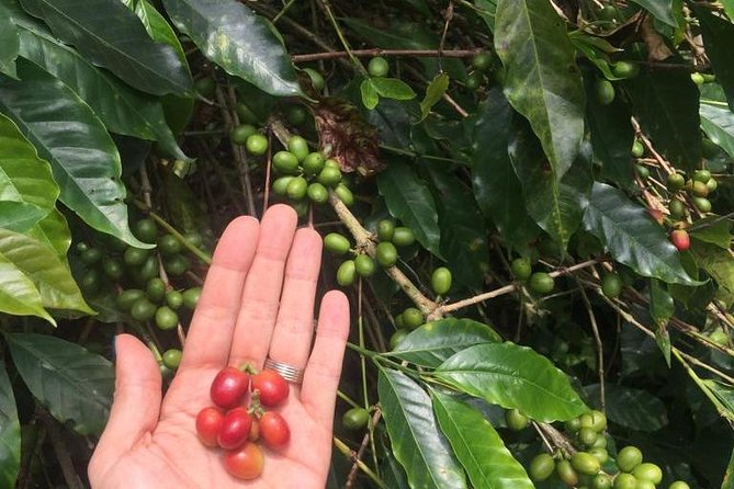 Private Tour to the Hacienda Cafetera - Coloma - About Your Stay