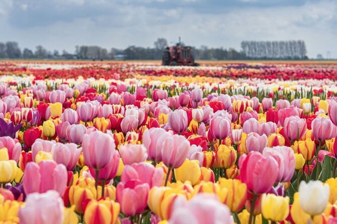 Private Tour to Tulips, Keukenhof, Windmills & Cheese Farm - Good To Know