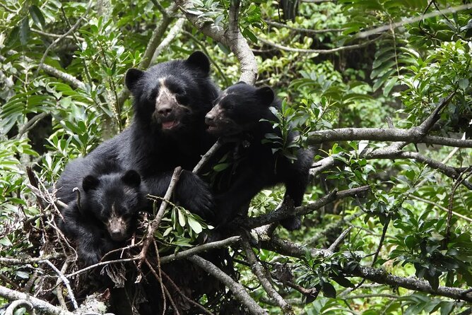 Private Tour Watching the Spectacled Bear - About Your Stay