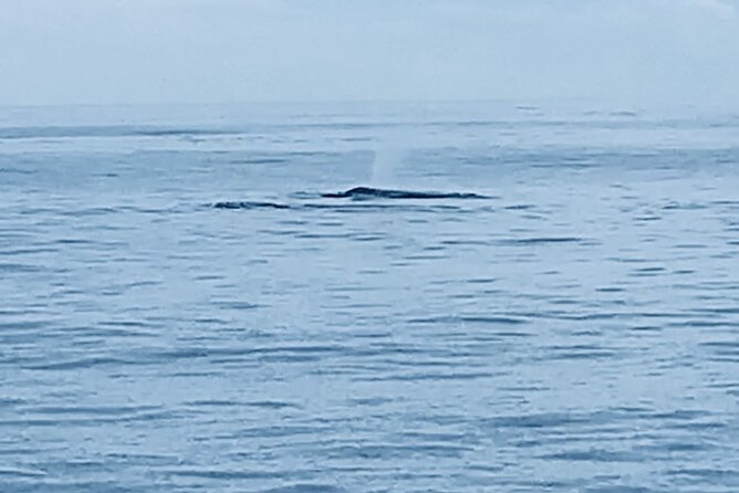 Private Whale Watching and Dolphin Excursion - Good To Know