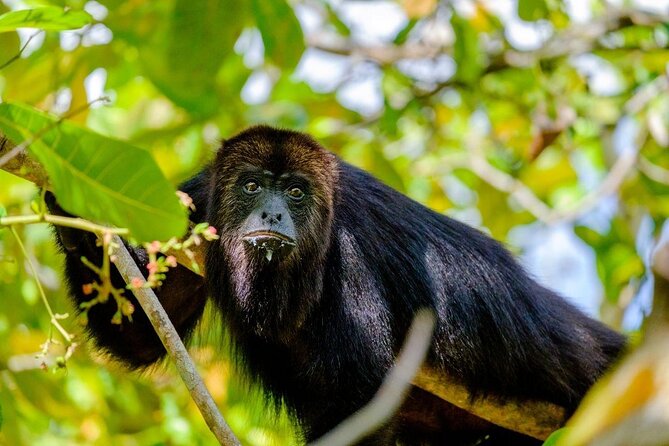 PRIVATE Zipline & Baboon Sanctuary Experience - About Your Stay