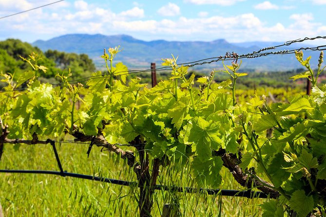Provence - Mont Sainte Victoire in Search of Cézanne Private Wine Tour - Good To Know