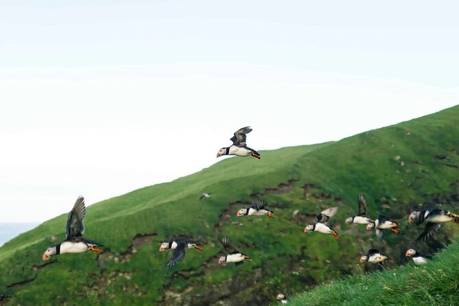 Puffin Safari Boat Tour - Good To Know