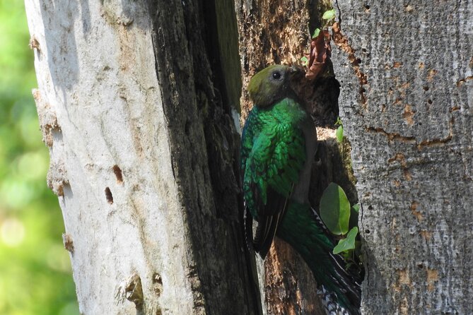 Quetzal Tour on Lake Atitlan - Tour Overview