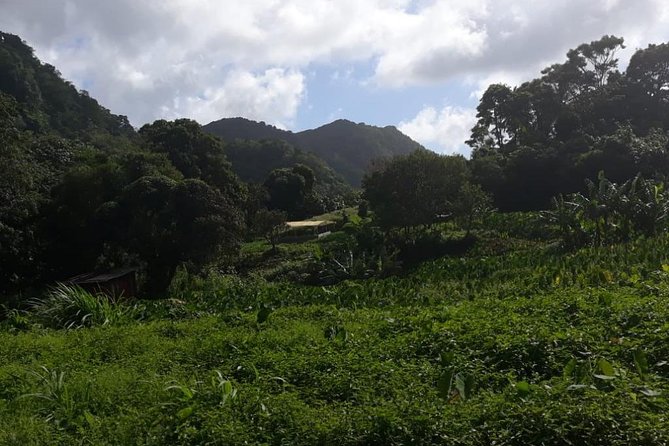 Rain Forest Jungle Tour - Itinerary Highlights