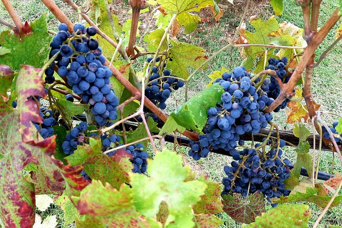 Ramble Through the Rolling Hills of Chianti With Lunch & Wine Tastings - Key Points