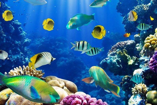 Red Sea: Semi Submarine Trip & Snorkeling - Exploring the Underwater World