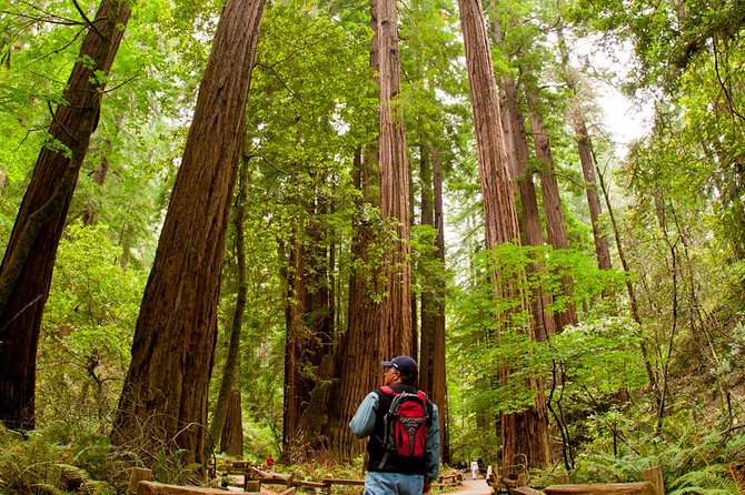 Redwoods of Marin and Mt. Tamalpais Walking Tour With Local Guide - Good To Know