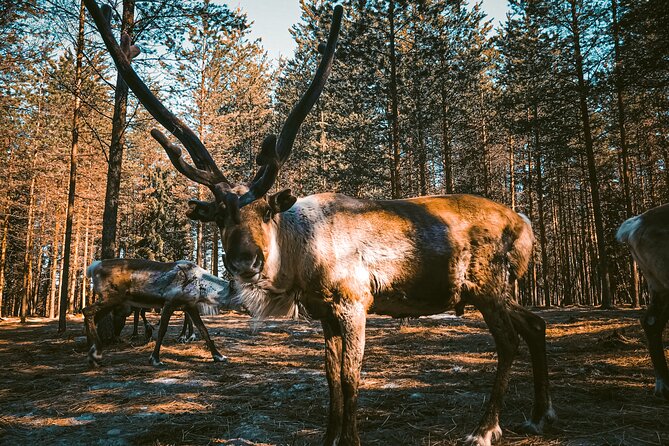 Reindeer Farm Summer Experience - Good To Know