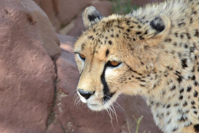 Rhino and Lion Park Guided Tour From Pretoria, THURSDAYS & SUNDAYS - Tour Details