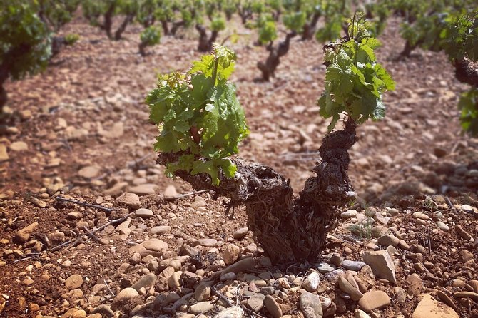 Rioja Winery Hopping Tour From San Sebastian - Exploring the Golden Mile