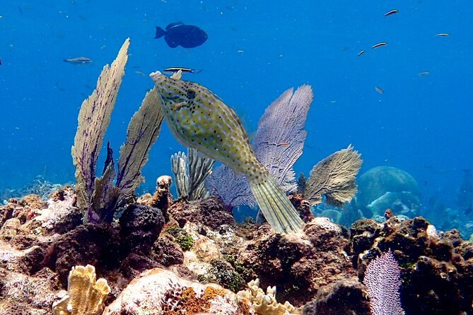 Roatan 2 Dive Scuba Adventure for Certified Divers - Good To Know