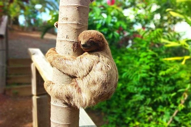 Roatan Las Palmas Beach Club, FREE Sloths & Monkey, Private Transportation - About Your Stay