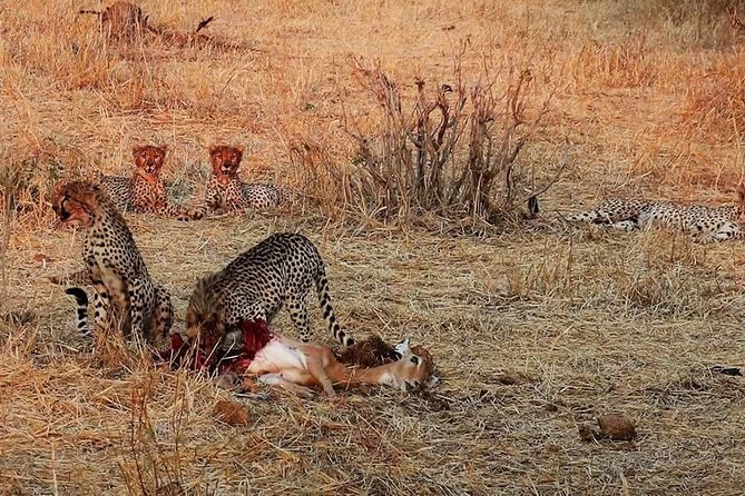 Ruaha National Park And Mikumi National Park Budget Safari 6 Days 5 Nights - Discovering Mikumi National Park