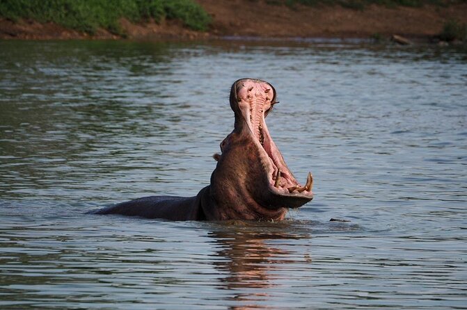 Safari Game Drive in the Greater Kruger Out of Hoedspruit - Good To Know