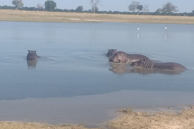 Safari Game Drive in Zambezi National Park - Good To Know
