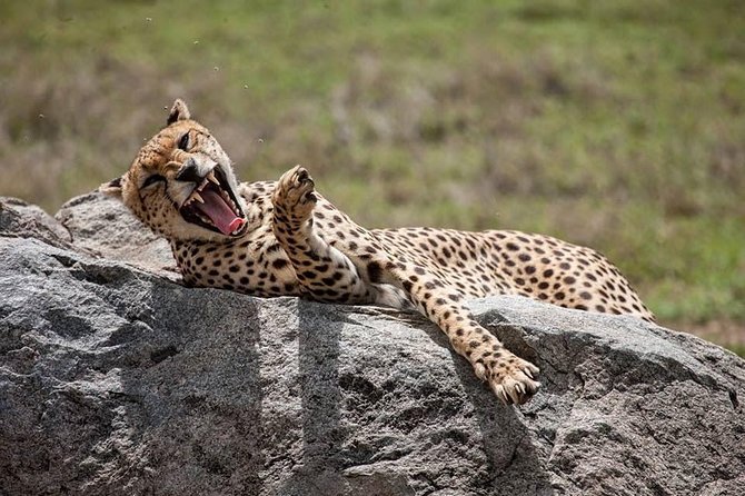 Safari in Tanzania 5 Days: Manyara, Ngorongoro, Serengeti - Good To Know