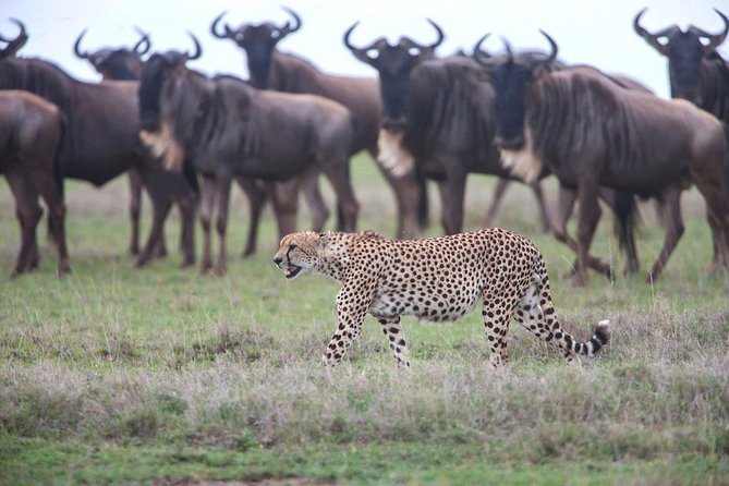Safari in Tanzania December - April, the Great Migration of the Serengeti - Good To Know