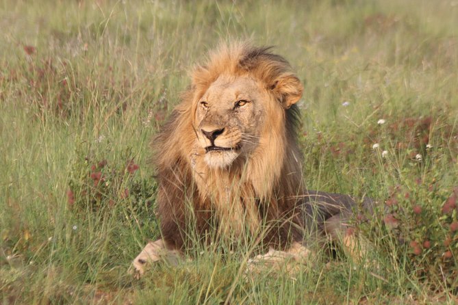 Safari Pilanesberg Nature Reserve & Monkey Sanctuary - Key Points