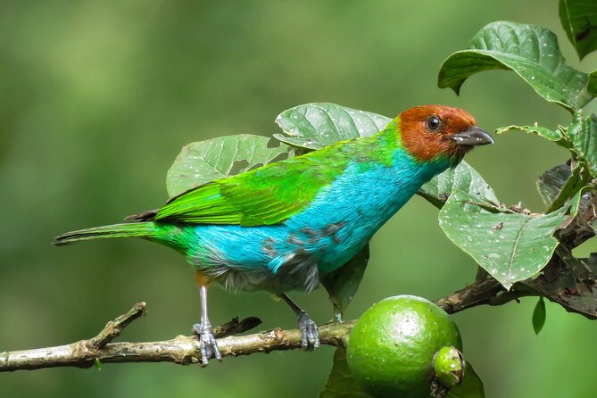 Salento: Birding Along the Torrent River - Good To Know