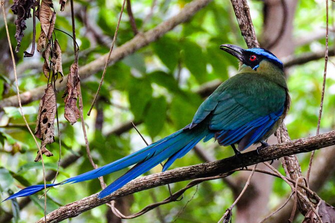 Salento: Birding Route of the Raptors - Overview of Salento Birding Tour