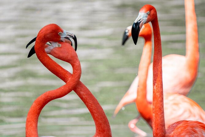San Antonio Explorer Pass: Save up to 50% - Includes Six Flags - Good To Know