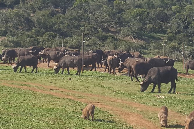 Schotia Open Vehicle Safari Game Drive - Good To Know