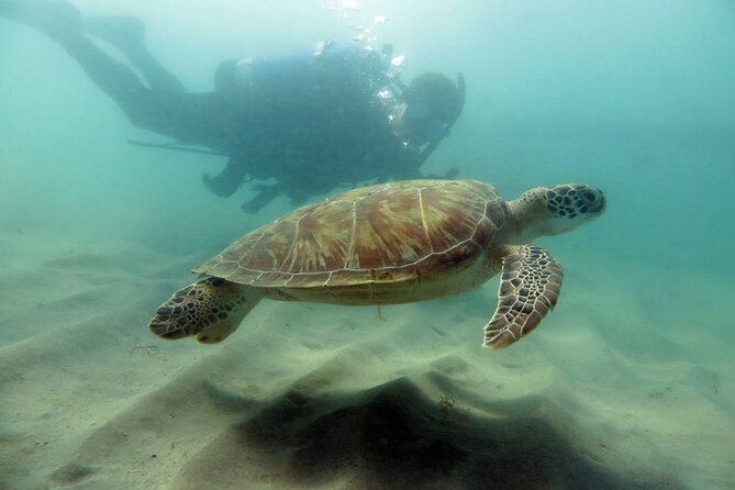 Scuba Tour for Certified Divers in San Juan - Good To Know